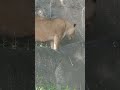 shorts ライオンのサナちゃん　浜松動物園　20230924 1205011