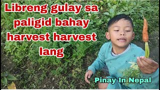 libreng gulay sa paligid bahay harvest harvest lang