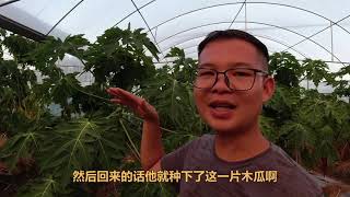 是有才还是傻？在亚热带种热带水果，难怪村民说三道四