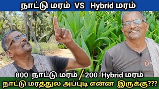 100 ஆண்டுகள் வரை காய்க்கும் நாட்டுரக தென்னை வளர்ப்பு | 1000தென்னை மரம் - 10ஏக்கரில் | அருமையான லாபம்