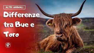 Differenze tra bue e toro 🐂 | Amoreaquattrozampe.it