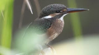 カワセミに超接近　東京東久留米市/落合川