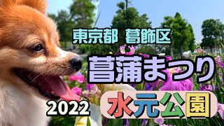 【東京都 葛飾区】【2022水元公園 菖蒲まつり】花菖蒲と紫陽花見て祭りを楽しむ