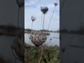 Windy beautiful day #wetlands #Solohiking #beautiful #nature