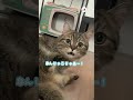 過去最高を見せてくれました！｜peco ミヌエット 猫 愛猫家 猫のいる暮らし minuet cat catlover catlife