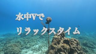 水中V・慶良間諸島・ディーズパルス沖縄