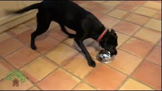 Dog bowl 'curling' at The New Forest Dog Hotel