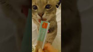 favourite snack ✨️🍙🍤 #catvideos #kitten #cat