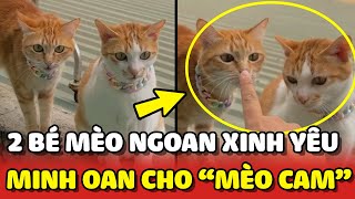 Gà và Vịt - 2 Em mèo NGOAN XINH YÊU đã \