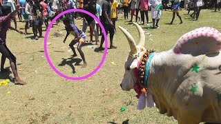 இன்று ஏரியூர் முனி 🙏||இதான்டா விளையாட்டு 😍||jallikkattu ||jallikkattu video