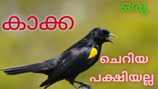 😎കാക്ക ഒരു ചെറിയ പക്ഷിയല്ല | The crow is not a small bird