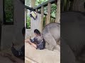 ช้างน่ารัก funny ช้างน่ารัก ขอบคุณที่ติดตาม ช้างน้อย มองนานๆ elephant cat cute comedy