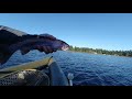 캐나다호수송어낚시 가을 호수 무지개 송어 플라이 낚시 fly trolling fishing in lake