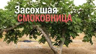 «Ничего не найдя на ней, кроме листьев...» – проповедь Андреас Патц