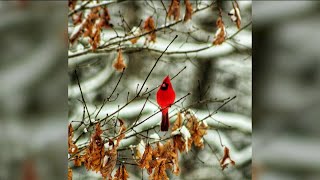 Everywhere you are: cardinal in the snow