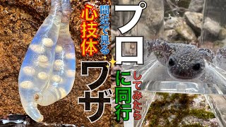 【両生類観察】【おまけ】プロに同行すると出逢える数が違い過ぎてビックリ！！ NO.22