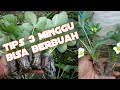 cara memperbanyak bibit strawberry | 3 minggu langsung berbuah