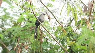 ♪鳥くん野鳥動画（Thaiﾀｲ・BM）オニクロバンケンモドキGreenBilled Malkola101A9480