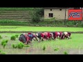 Hard works to harvest the rice.  || agriculture ||. @ Ravi shines Telugu !