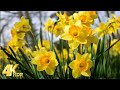 Flowers 4K Nature Relaxation Film - Admire the beauty of Daffodils with Meditation Relaxing Music