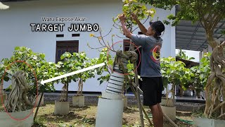 Waru Bonsai Program Exposes Jumbo Potential Roots