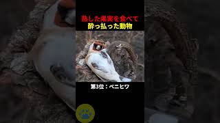 酔っ払ってしまった動物の秘密🤫暴露します🔥