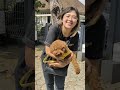 lagi kerja menemukan ini 🙀 #Mamake_pets #xycba #vv #animals #videoviral #viral #anjing #lucu