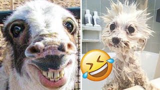 Animal Fails Of The Week 🤣 | Funny Animals Instant Regret | Try Not To Laugh Compilation #4