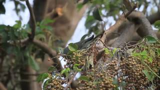 ikarabi野鳥動画　ズアカアオバト