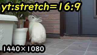 yt:stretch=16:9 テスト YouTubeで 1440×1080 のビデオをアスペクト比 16:9 で再生させる