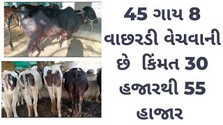 45 ગાય 8 વાછરડી વેચવાની છે કિંમત 30 હજારથી 55 હજાર