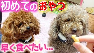 アロマとピノ初めて食べるおやつに大興奮！【犬用おっとっと】