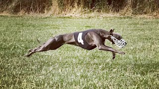 Training a whippet for racing.