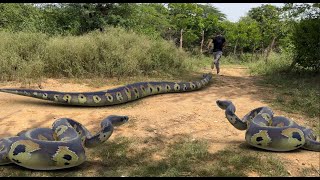 Anaconda Snake Attack in Real Life | Big anaconda snake in Real life | HD Video VB FILM