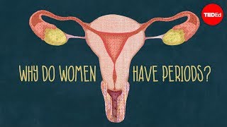 Why do women have periods?