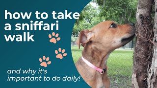 How to take a sniffari walk using a long line leash for dogs