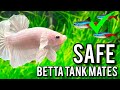 TOP 10 SAFE BETTA FISH TANK MATES!