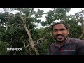 55 അടി ഉയരത്തിൽ വീണ്ടും ഒരു കിടിലൻ മഹാഗണി 😍🌳 village tree cutting village woodpecker