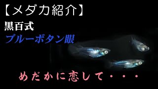 【メダカの紹介】黒百式 ブルー＆ボタン眼　カワイイ個体