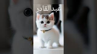 قطتك حسب إسمك الجزء3❤️✨