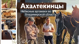 АХАЛТЕКИНСКАЯ ЛОШАДЬ в конном заводе ШАЭЛЬ