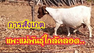 การสังเกต..#แพะแม่พันธุ์ใกล้คลอด.. | การแนะนำเบื้องต้น  by ชีลองฟาร์ม