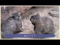 《マヌル》vo.21⭐︎テル＆メイの兄弟喧嘩！！