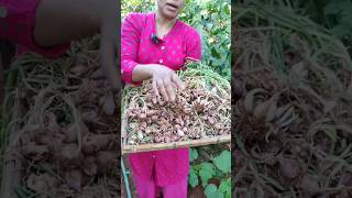 വീട്ടിലെ ഉളളി #onion #onioncultivation #krishi