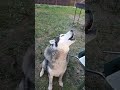 Хаски воет. husky howls. собака dog pets