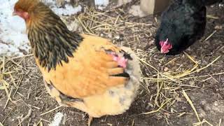 Brahma Chickens