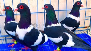 Beautiful Fancy Pigeons: Best Breeds \u0026 Farm Footage Compilation.