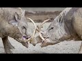 Sulawesi Babirusa: The Unique Tusked Pig! Rare Animal