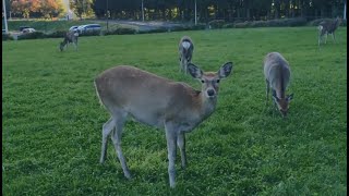 クマだけじゃない…今度はエゾシカの群れ 札幌市内の公園に5頭のシカ現れる ゆったりと草をはむ姿に近隣住民もびっくり まるで奈良の公園？