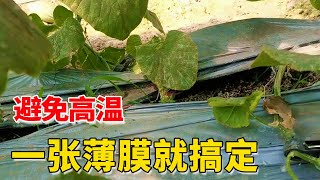 用种植袋夏季种瓜，避免高温有技巧，一张薄膜就搞定【付老师种植技术团队】